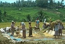 Local women at the rice harvest