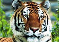 Periyars Tiger Sanctuary
