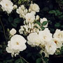 White Iceberg Rose